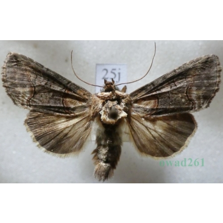 Abrostola triplasia (Linnaeus, 1758) Zgrzeblica trojaczka Czech25j